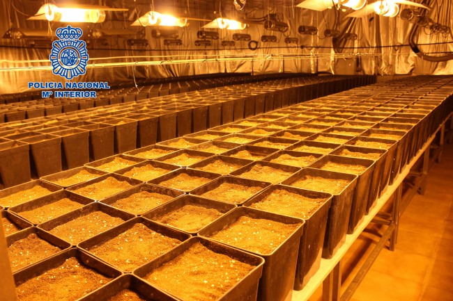 plantación marihuana naves industriales alaquàs