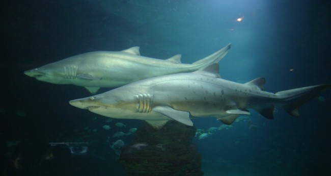 Nico y Victoria optimizado