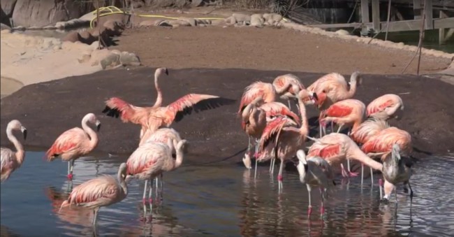 lago flamencos oceanogràfic