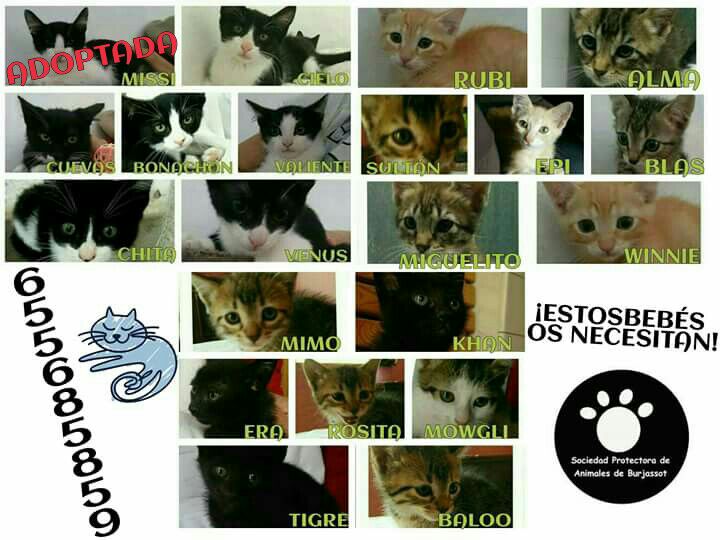 gatos abandonados spab burjassot