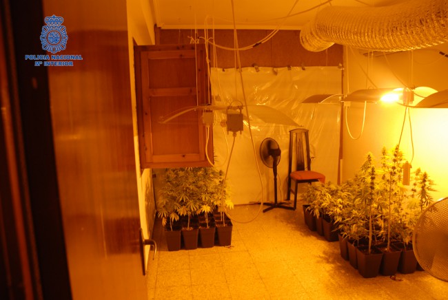 asociación marihuana alaquàs (2)