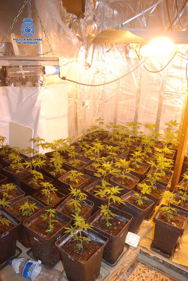 asociación marihuana alaquàs