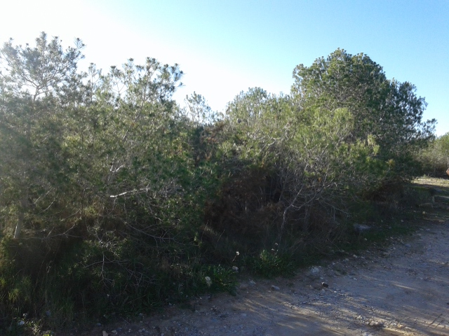 zona-clareo-la-vallesa