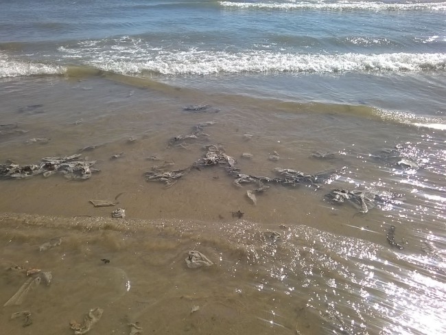 patacona-cerrada-por-vertido-toallitas-higienicas