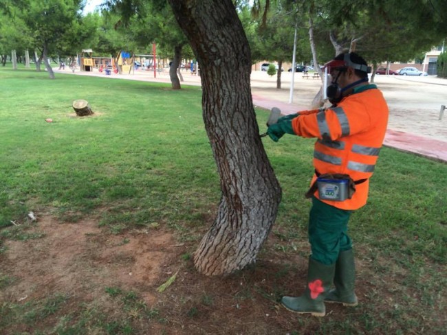 tractament-processionaria-catarroja
