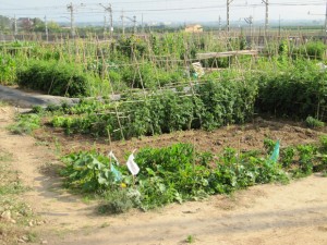 Burjassot 'presume' de huerta.