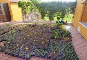 Torrent. arboles. Parques y jardines