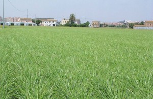 DO Chufa de Valencia. Campo