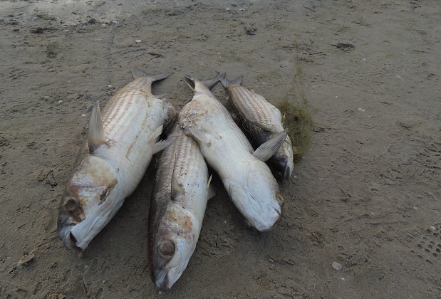 AE-Agró demanarà explicacions per la mortaldat de peixos en el llac artificial de la Devesa