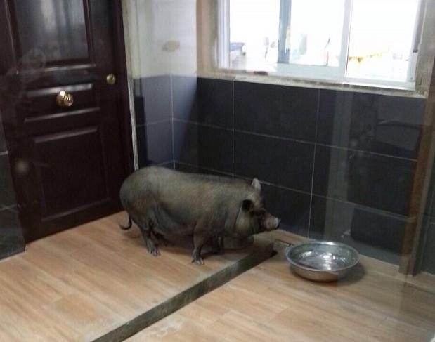 cerdo vietnamita