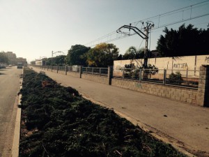 Museros. Corte de cipreses