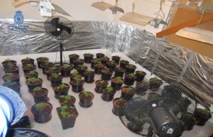 Paterna-marihuana-esquejes