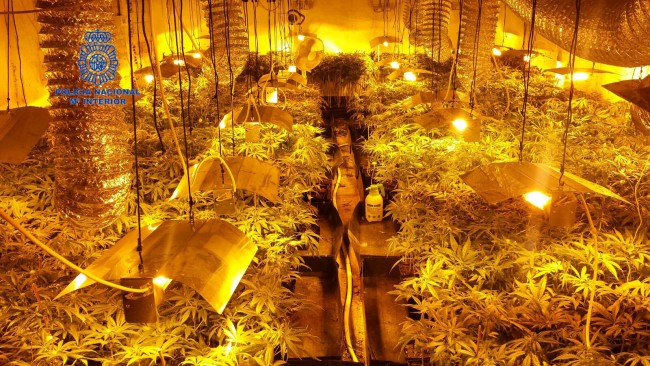 Guardia Civil. Plantación marihuana. Manises