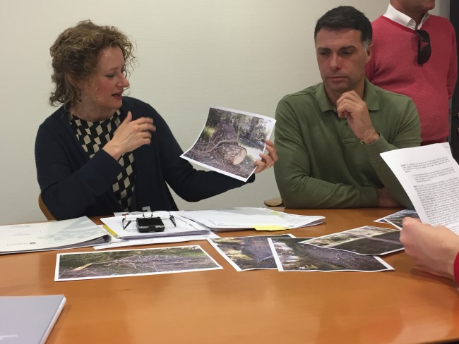 Torrent PP tomicus Vedat