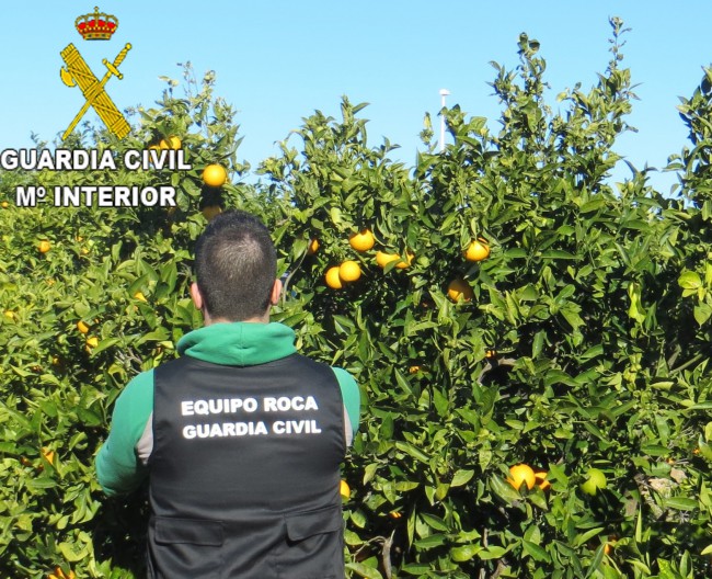 Guardia Civil. foto campo naranjas