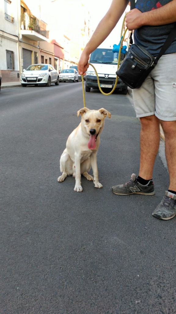 Burjassot. perro abandonado