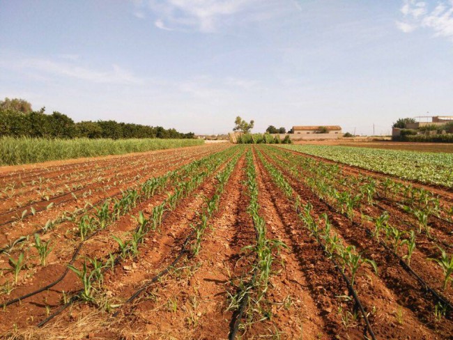 Catarroja crea un banc de terres per a reduir l’abandó de cultius posant en contacte propietaris amb interessants a cultivar