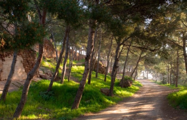 Plan de recuperación de la montaña de la Patá