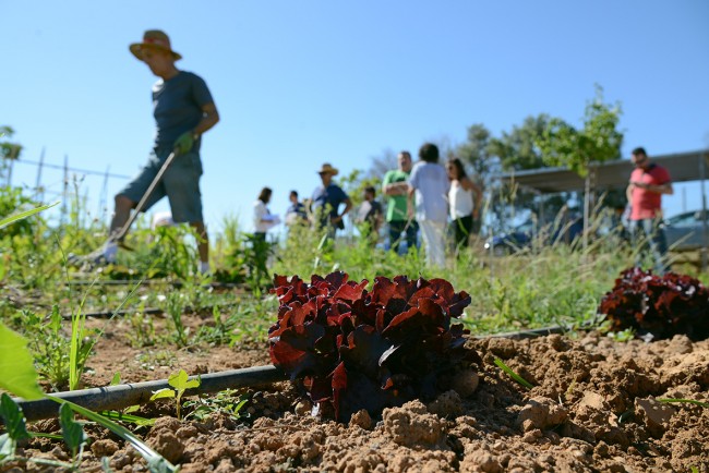 Horts Urbans Paiporta