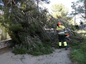 caida arbol divalterra brigada