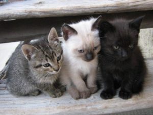 Foios acorda amb refugiocan el control de les colònies de gats