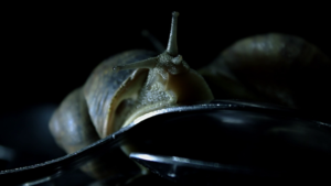 Silence Also Eats Spoons