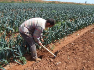 ley de l'horta agricultores huerta