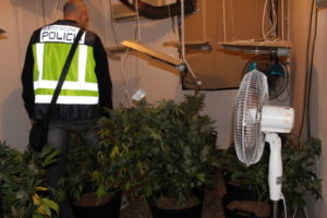Policia nacional Torrent plantacion marihuana