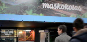 Maskokotas