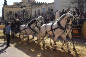 sant antoni san antón bendición animales burjassot