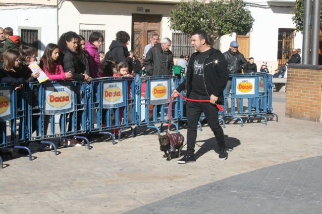 feria animales almàssera