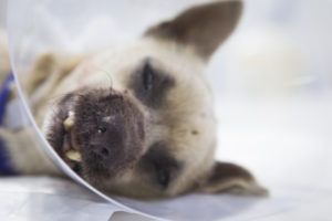 El Hospital Veterinario Valencia Sur ha reconstruido la boca a un perro abandonado que no podía comer