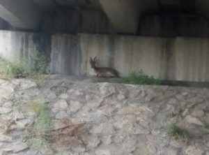 cabra montesa Sedaví