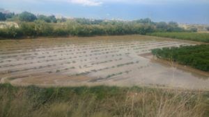 Campo de calabazas anegado hoy en Catarroja