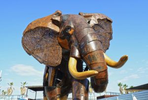 Elefante escipión - Plaza exterior BIOPARC Valencia