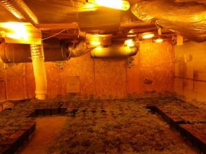 Marihuana descubierta en Beniparrell