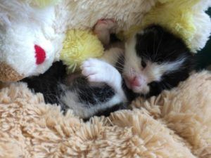 gato bebé abandonado Burjassot