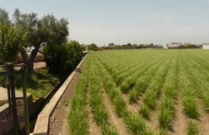 Alboraya barraca blasco ibañez