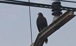 aguila catenaria metrovalencia