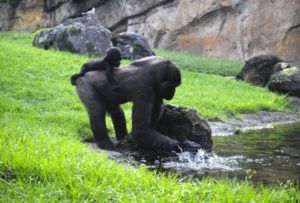 Bioparc Valencia gorilas