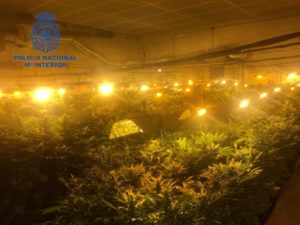 Alaquas plantación marihuana