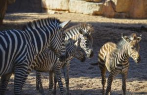 Nace la tercera cebra de 2018 en BIOPARC Valencia