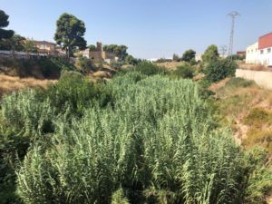 Torrent barranc Horteta