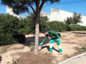 Tratamiento Procesionaria Torrent