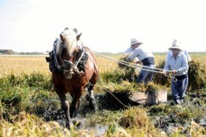 fiesta siega arroz Catarroja
