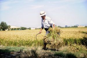 siega del arroz