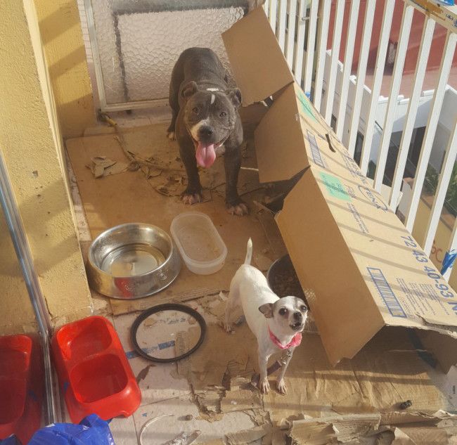 Bienestar Animal- condena octubre 2018