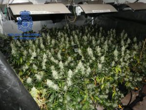 aldaia torrent marihuana