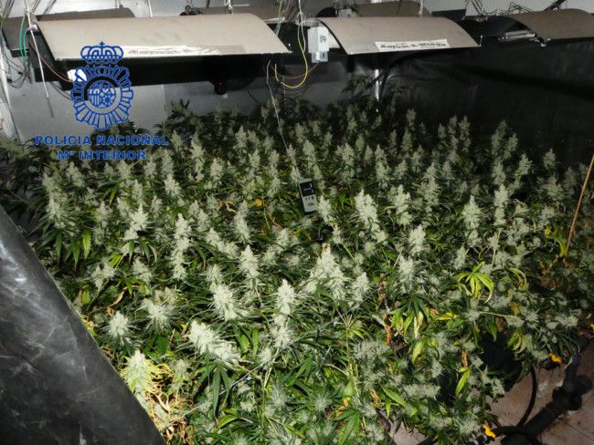 aldaia torrent marihuana