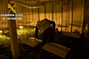 beniparrell marihuana